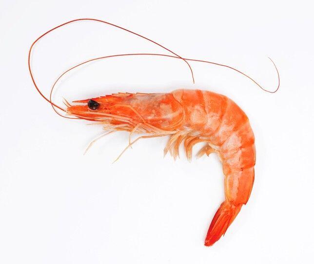 Whole Shrimp